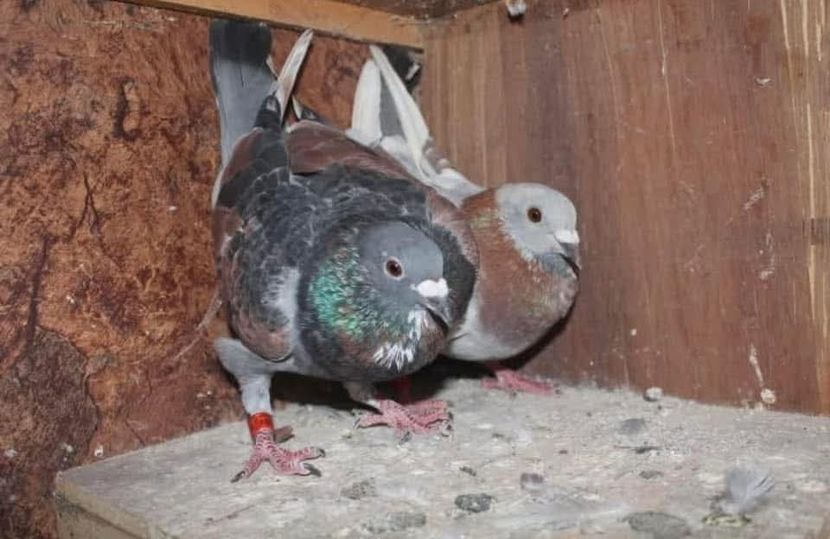  - Nu îmi aparțin 11