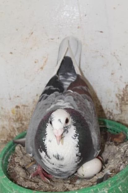  - Nu îmi aparțin 11