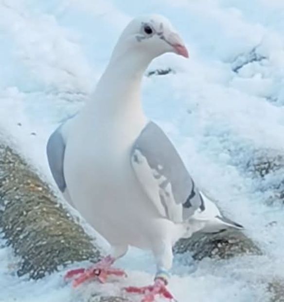  - Nu îmi aparțin 11