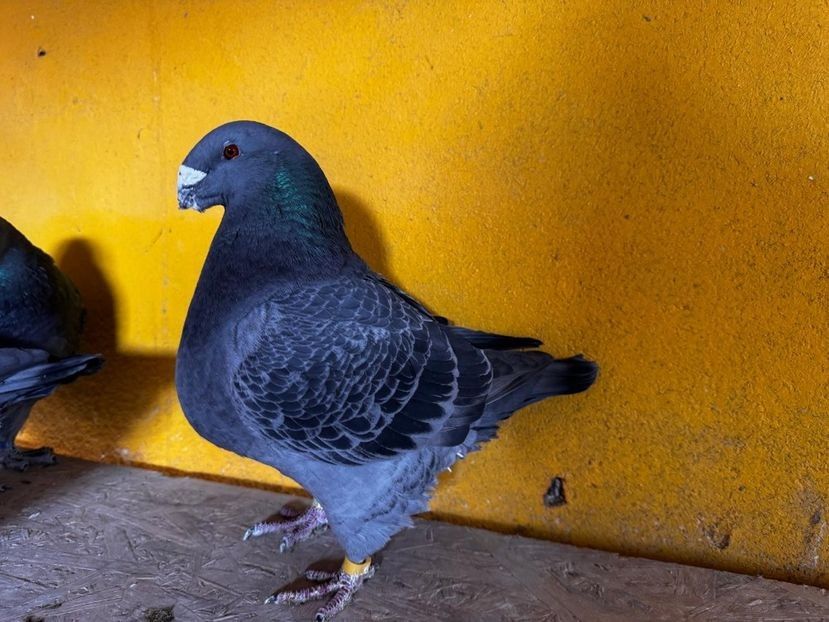 MASCUL 2023 - 1082 - MATCA MASCULI AGH 2026