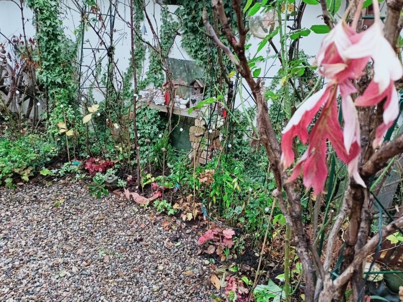 ultima frunză de bujor arbustiv - Grădina 2025 continuare 6