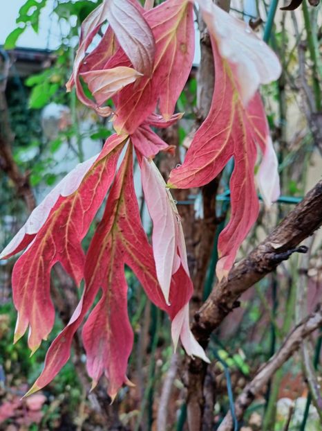  - Grădina 2025 continuare 6