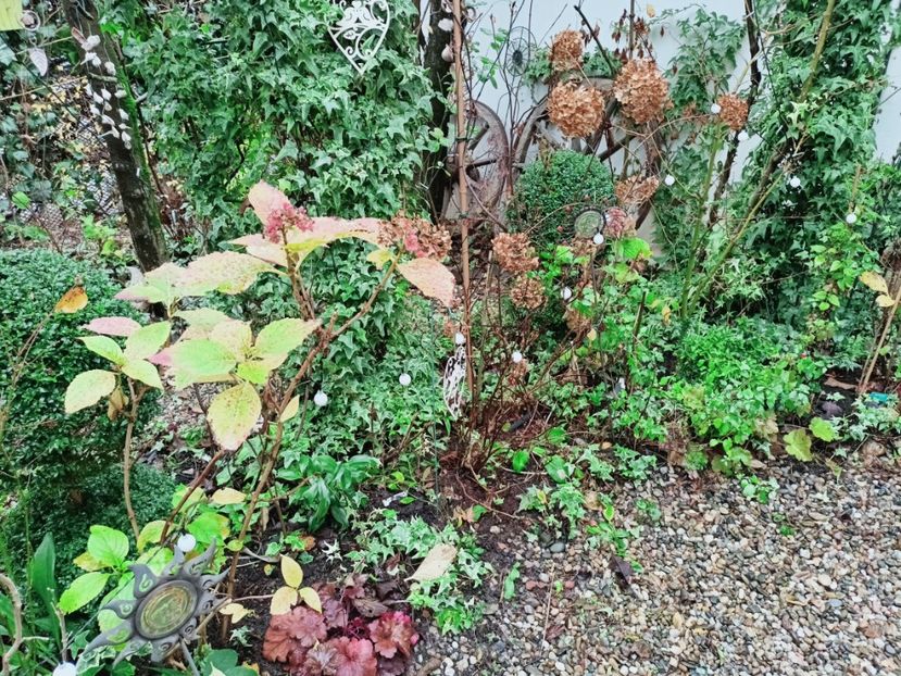  - Grădina 2025 continuare 6