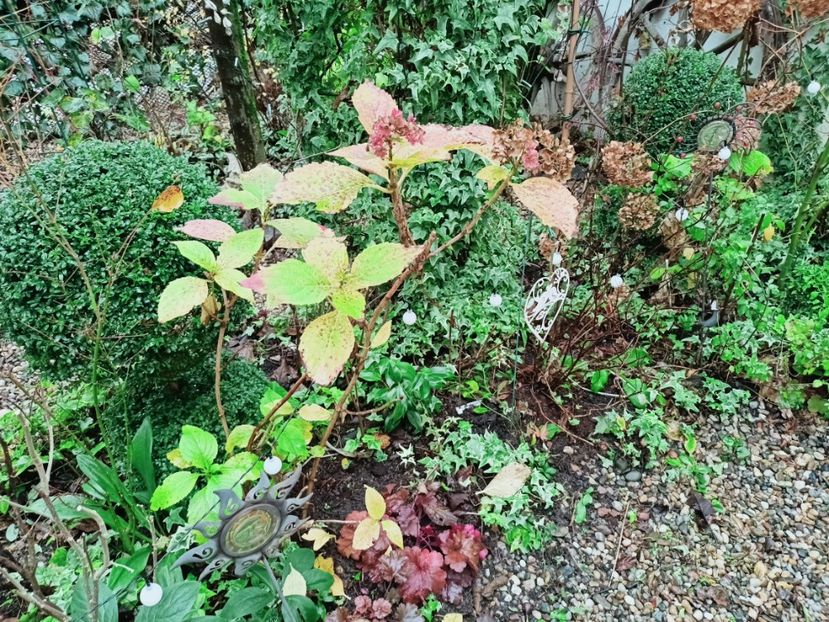  - Grădina 2025 continuare 6