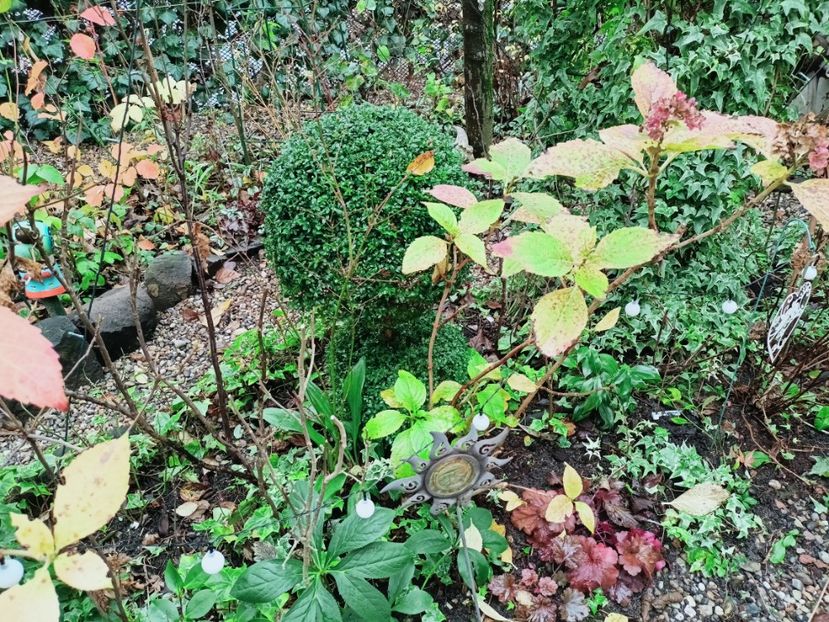  - Grădina 2025 continuare 6