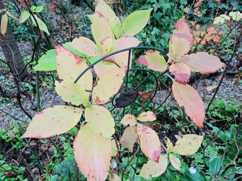  - Grădina 2025 continuare 6