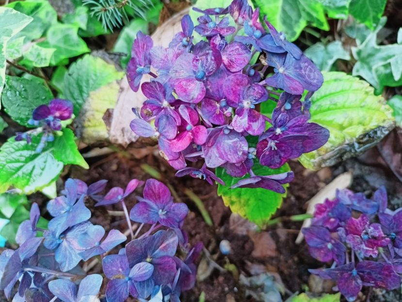  - Grădina 2025 continuare 6