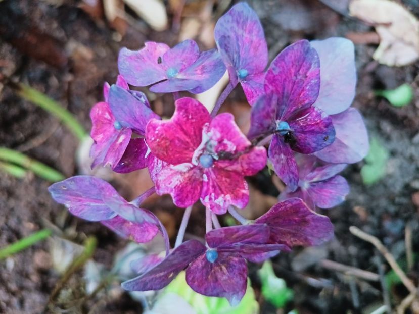  - Grădina 2025 continuare 6