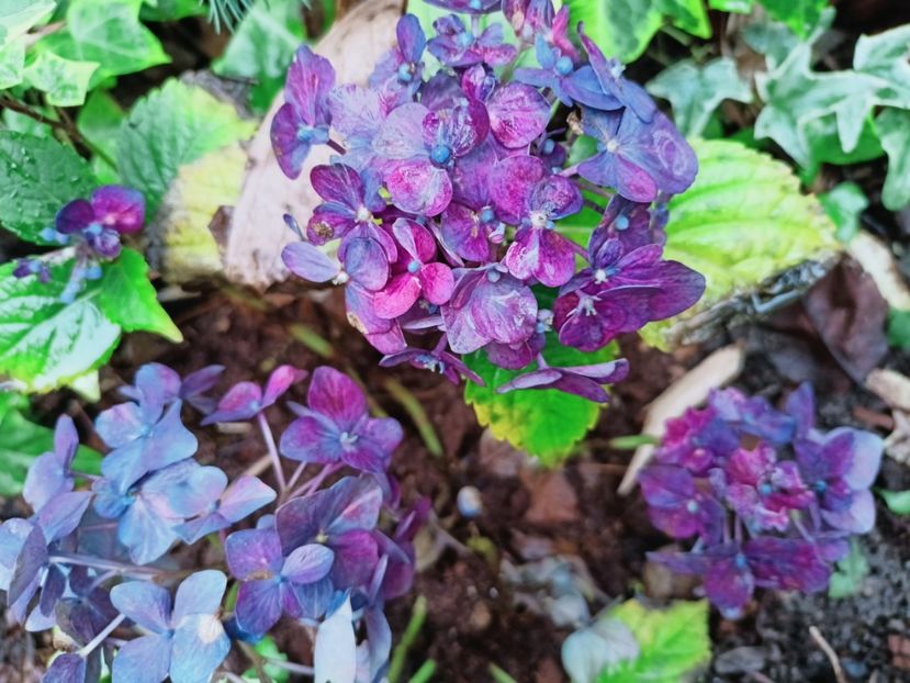  - Grădina 2025 continuare 6