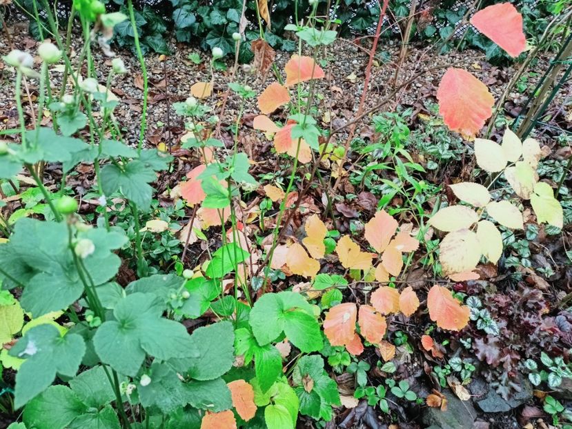  - Grădina 2025 continuare 6