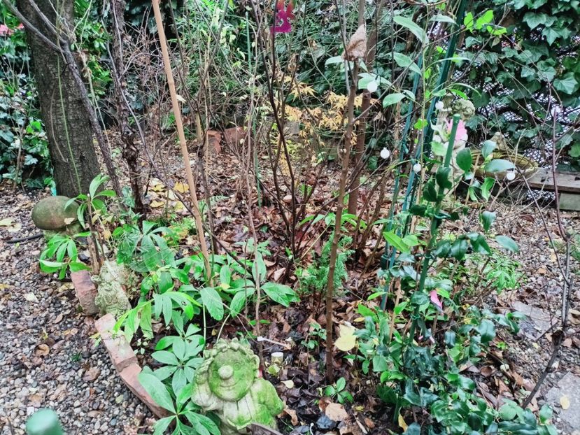  - Grădina 2025 continuare 6