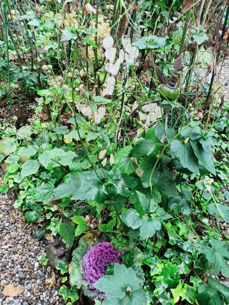  - Grădina 2025 continuare 6