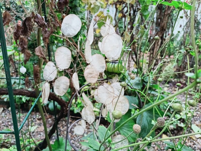  - Grădina 2025 continuare 6