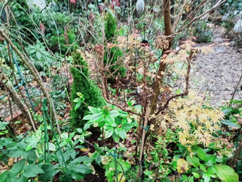  - Grădina 2025 continuare 6