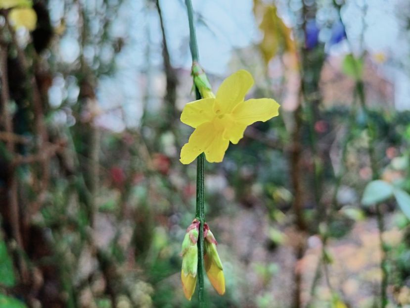  - Grădina 2025 continuare 6