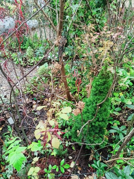  - Grădina 2025 continuare 6