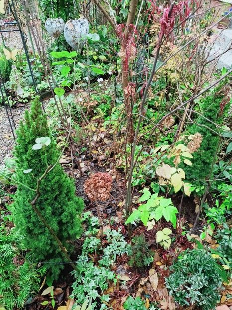  - Grădina 2025 continuare 6