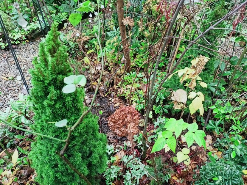  - Grădina 2025 continuare 6