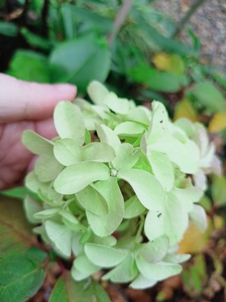  - Grădina 2025 continuare 6