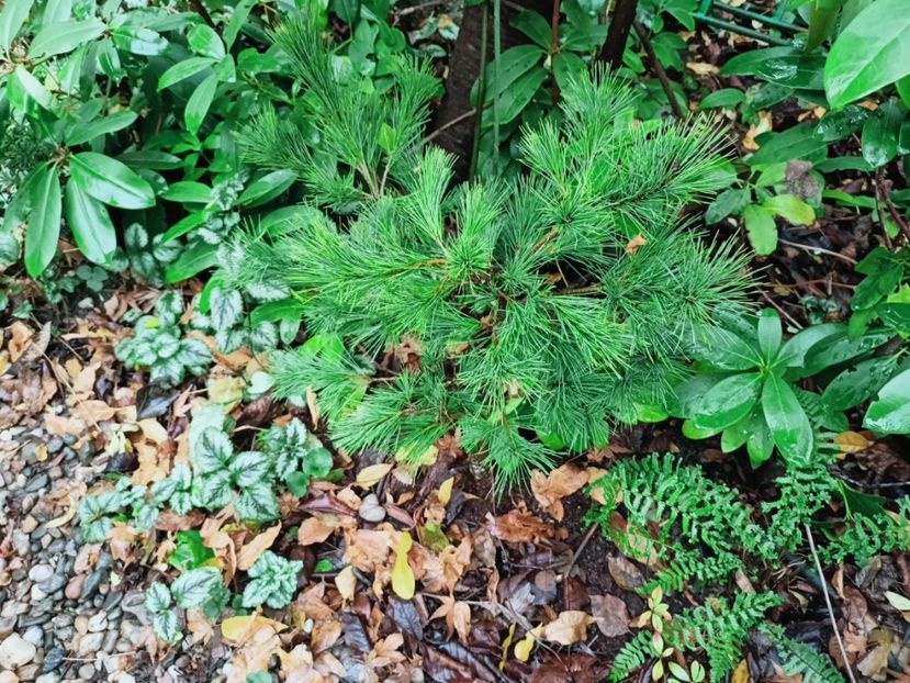  - Grădina 2025 continuare 6