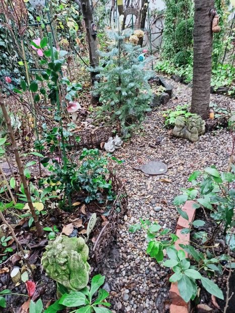  - Grădina 2025 continuare 6