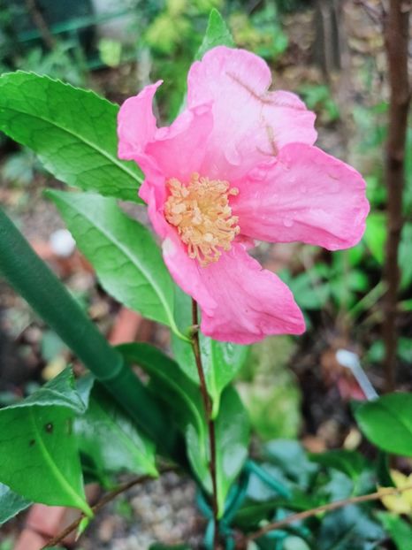 Cleopatra - Grădina 2025 continuare 6