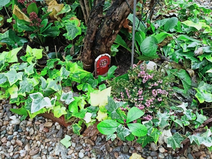  - Grădina 2025 continuare 6