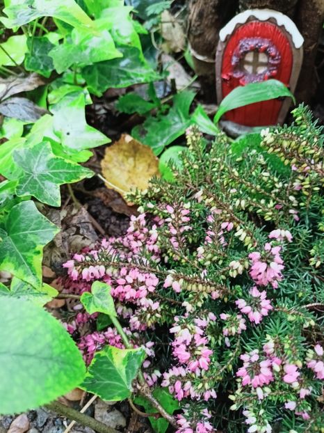  - Grădina 2025 continuare 6