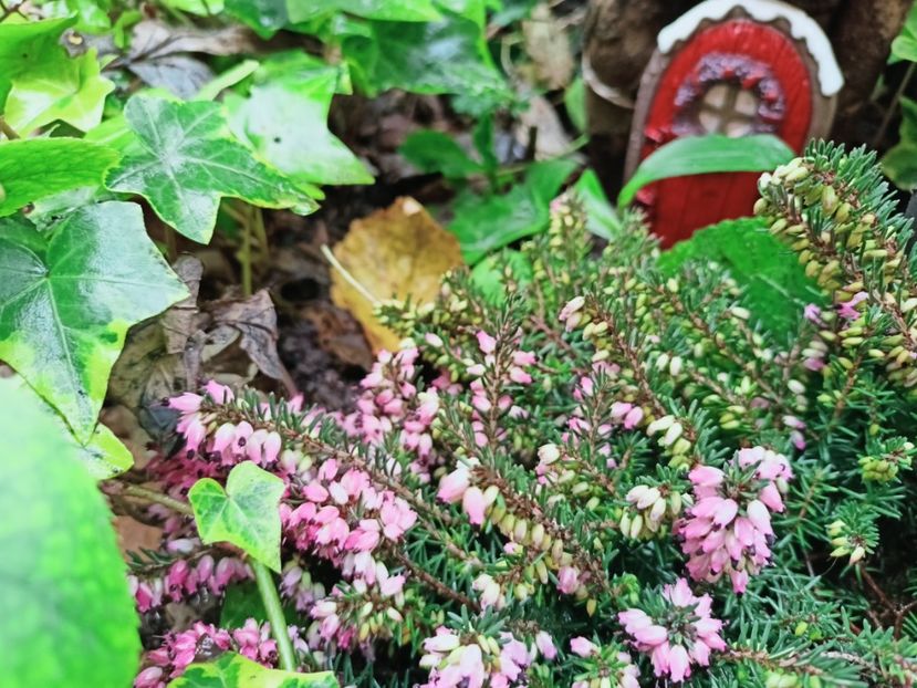  - Grădina 2025 continuare 6