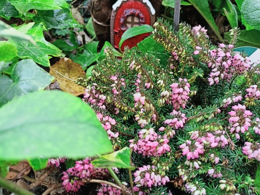  - Grădina 2025 continuare 6