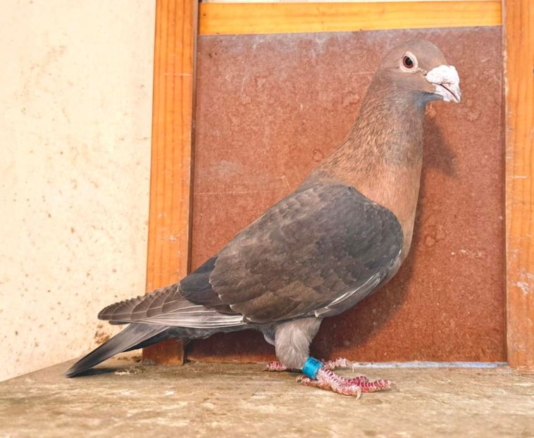  - Nu îmi aparțin 11