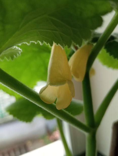 LA Limonade - Smithianthe