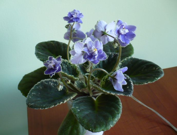 P1220184 - Sansoucy Coco