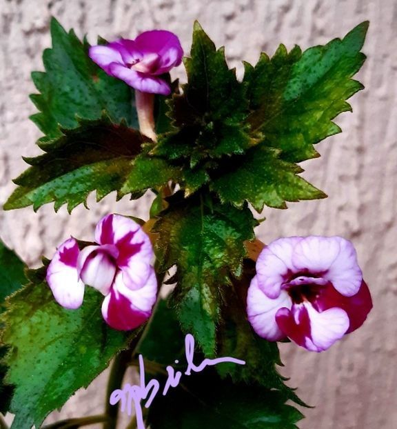 Cherry Blossom epuizat - A Achimenes 2025