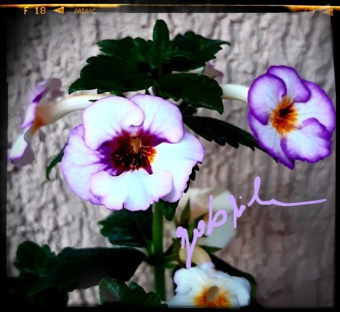 Coup de Foudre 15 lei - A Achimenes 2025