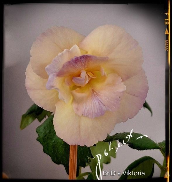 BriD s  Viktoria 20 lei - A Achimenes 2025