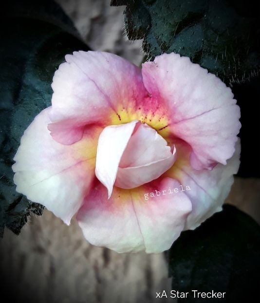 XA Star Trecker 20 lei - A Achimenes 2025