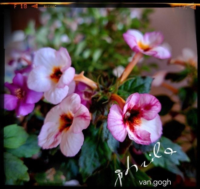 Van Gogh 15 lei - A Achimenes 2025