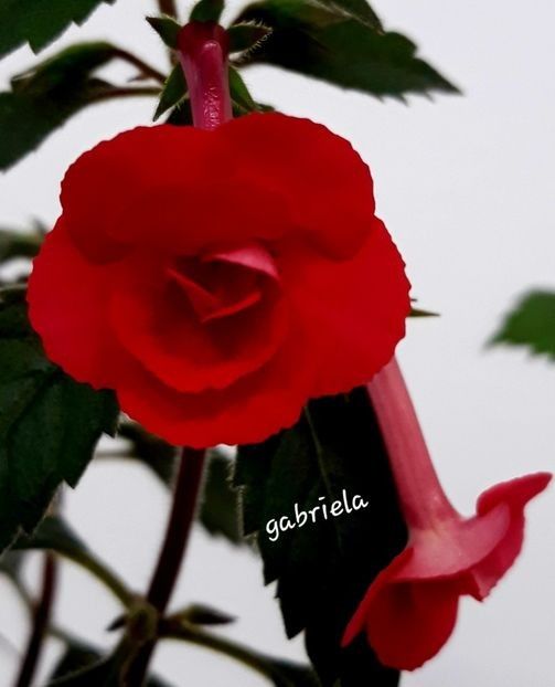 XA Inferno 15 lei - A Achimenes 2025