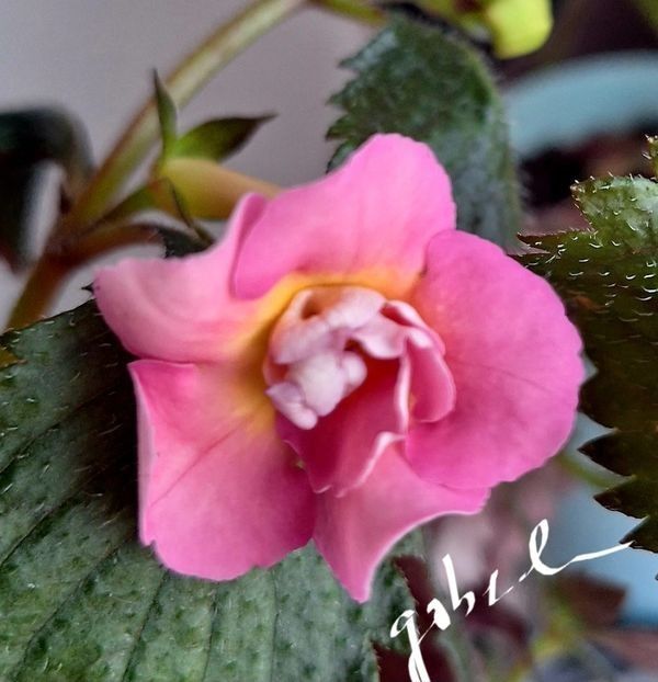 Brid s Rochen 15 lei - A Achimenes 2025