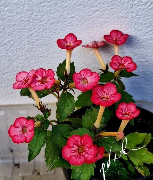 Petite Marquise 15 lei - A Achimenes 2025