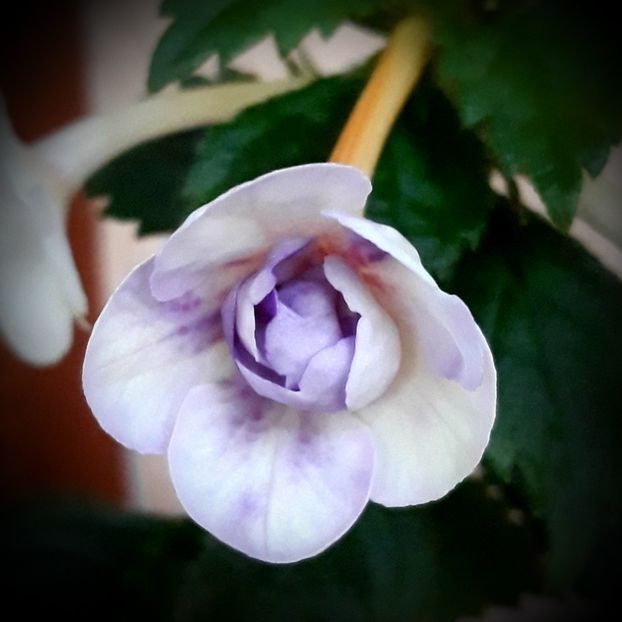 Milk and Honey 15 lei - A Achimenes 2025