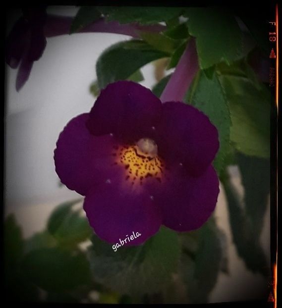 Claret epuizat - A Achimenes 2025