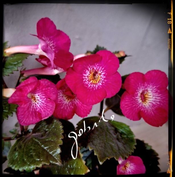 RF s Cyclone 10 lei - A Achimenes 2025