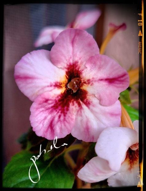 Van   Gogh 15 lei - A Achimenes 2025