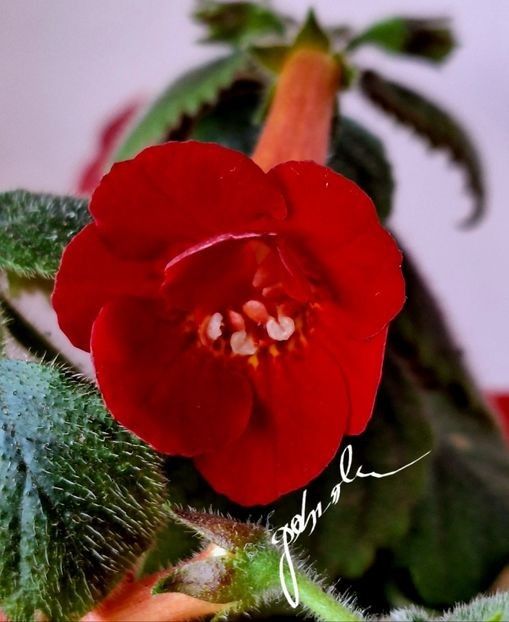 XA  MM s Tania 15 lei - A Achimenes 2025