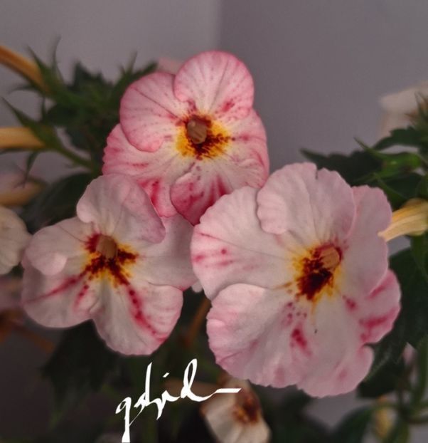 Bizoo epuizat - A Achimenes 2025