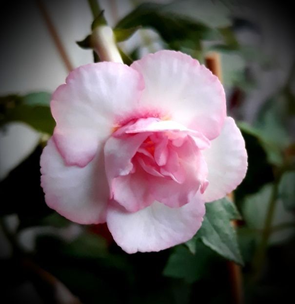 Tamara K 15 lei - A Achimenes 2025