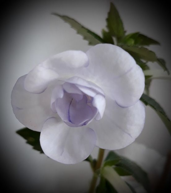 Double Picotee Rose epuizat - A Achimenes 2025