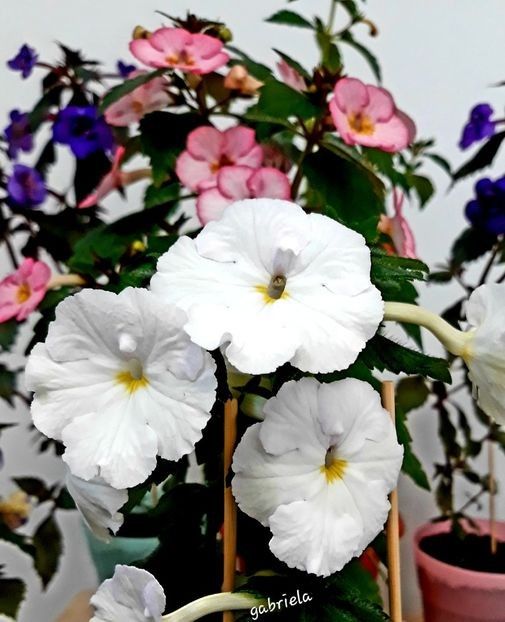 White Glory 10 lei - A Achimenes 2025